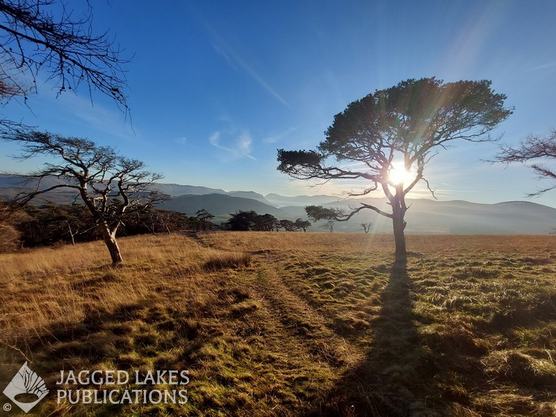 Windblown trees on Great Mell Fell